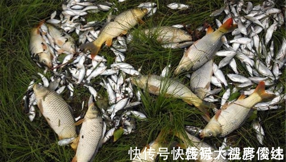 饵芯|小鱼群里钓大鱼,传统钓中招数有不少,不但有蘸米钓还有包食钓!