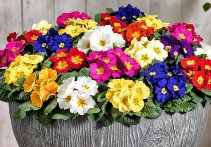 几种花卉耐阴耐寒,养在家里一整年都有好运气,日子红火财运滚滚