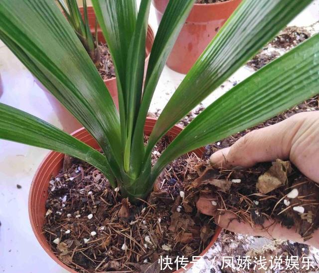 烂根|秋天养君子兰,“死记硬背”四大原则,冬天大爆花,花箭拔得多