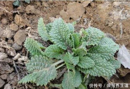 中年|山坡上一种“疙瘩草”,农民见到就拔,不知是珍贵“止咳药”!