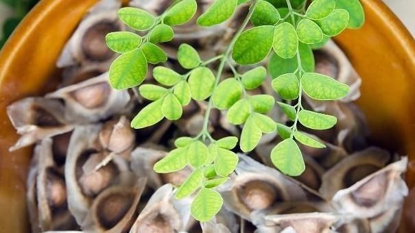 平稳|4种东西虽然样貌丑陋，却是高血压的“对手”，4个都吃血压平稳！