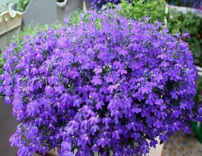 冬天养花可以试试此5款花，花大色艳真漂亮，越养越上瘾