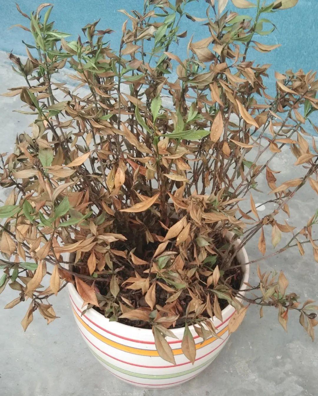 花苞|公认难养的花,养一盆死一盆,从来没有养活过!
