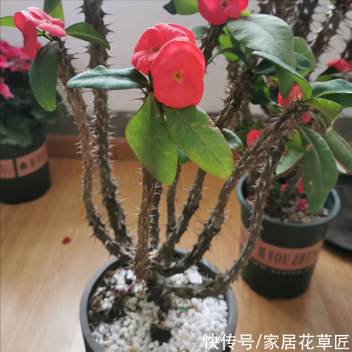 金钱树|夏天到了，8种花要及时控水，越热越不能浇水，一浇就出问题