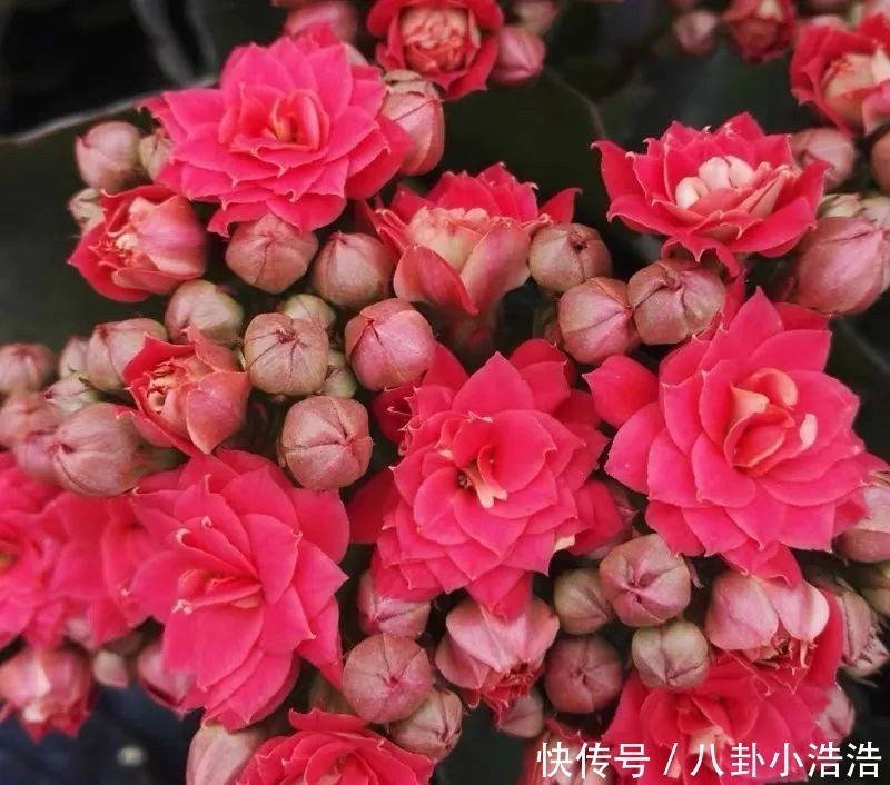 花期|45种长寿花,个个都是高颜值,家里养几盆,美得移不开眼