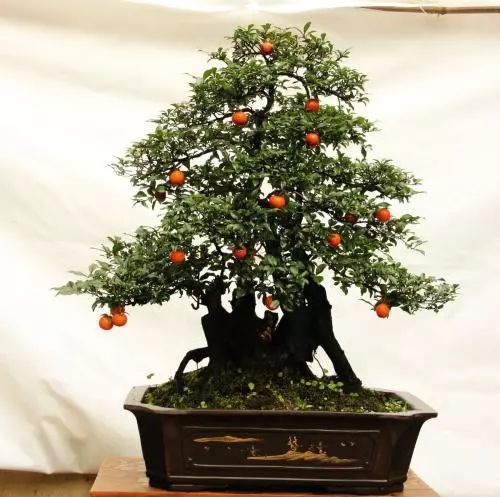 老大爷养了8年的金弹子,当成孙子一样照料,钱多难买无价盆景