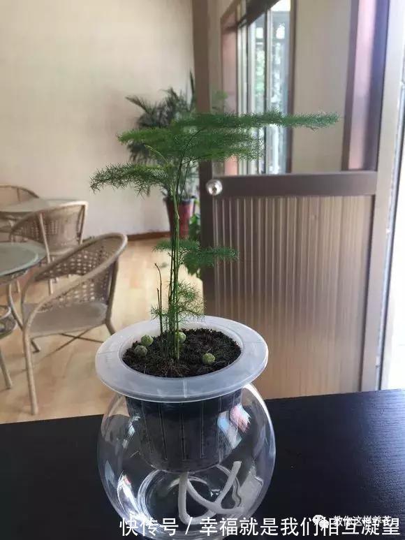 放水|4种花放水里猛长根,比土培好养100倍,一分钱不花,还很漂亮!