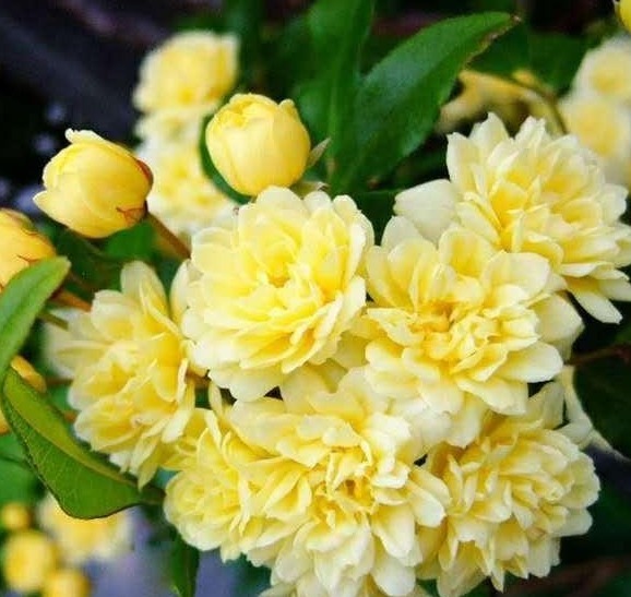 家里再有种“东西”可别扔,春天用来养花,透水又透气,好用!