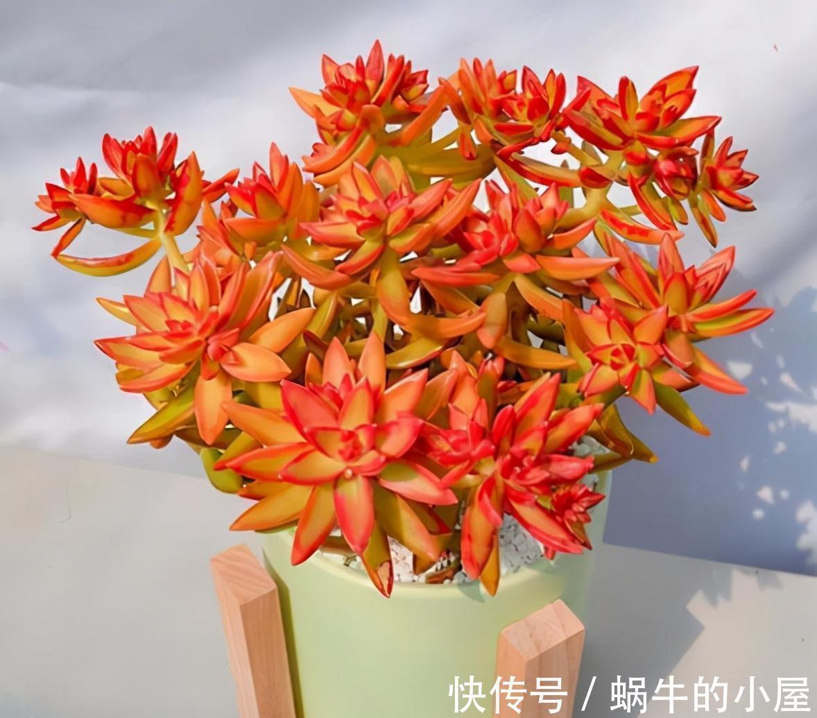 仙气十足|盘点9款上色快的多肉,皮实好养颜值高,适合新手和懒人