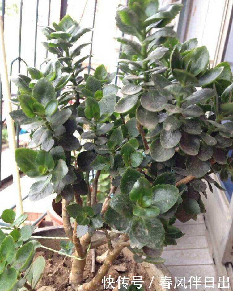 一株普通的长寿花,用4招,养成垂吊型瀑布,花又多又美