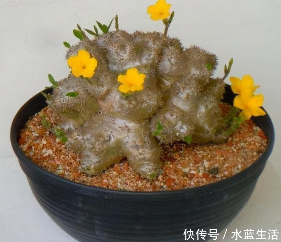 养护|4种高贵的多肉,很多人只听过名字,却没养过,直呼养不起