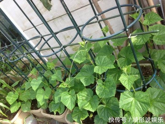 6、7月阳台种4种菜，只要肥水足，叶绿果实多，收获一茬接一茬