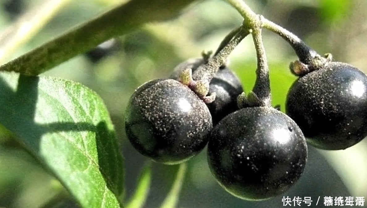 清热解毒|农村遍地都是的野草，小时候都叫不上名字，看看你认识哪几个