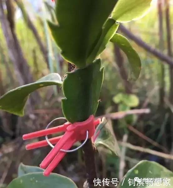 蟹爪兰用它嫁接2米高,一学就会,花量暴增还不烂根!