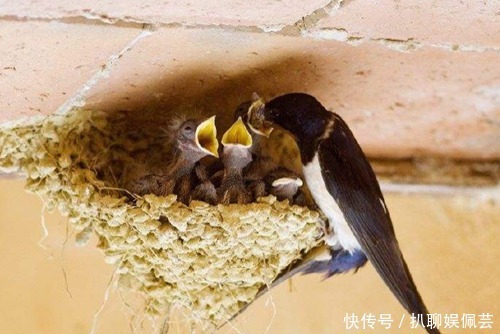  穷家|俗话说“燕子不进苦寒门”，它们是怎么区分“富家”和“穷家”的