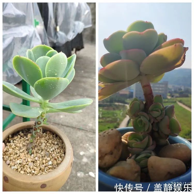 多肉是戒不掉的瘾！多肉小白入坑一年小记！