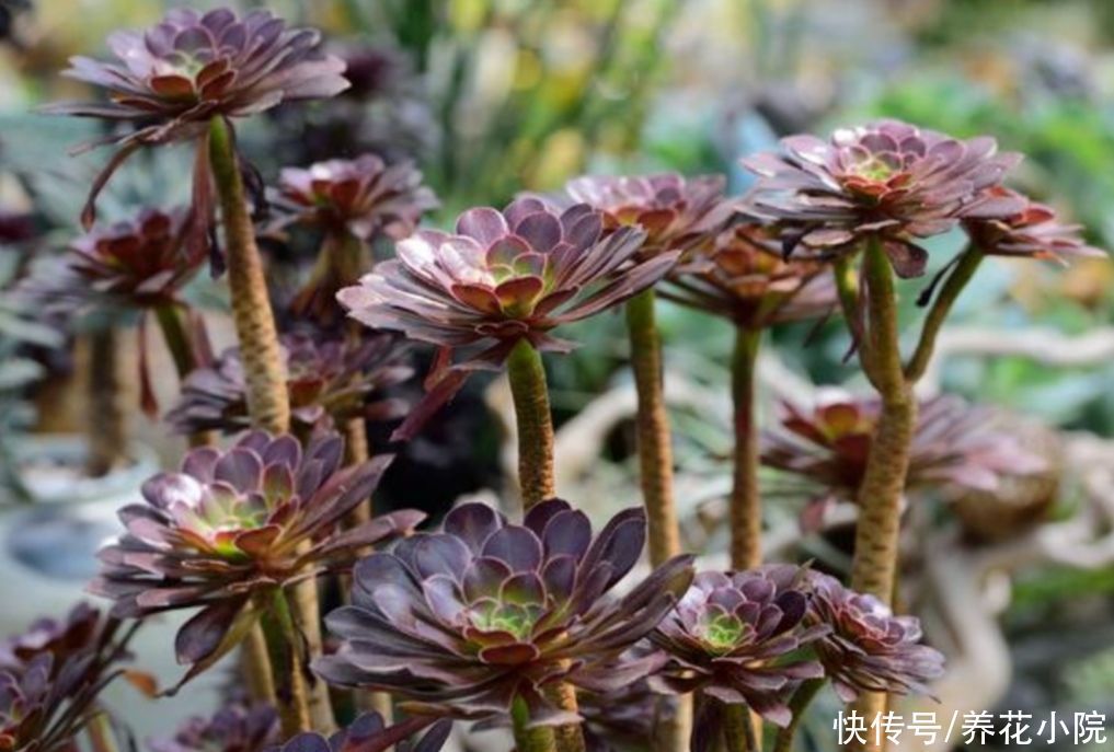 多头|养多肉黑法师,在枝头部位切一刀,爆出更多大“花头”