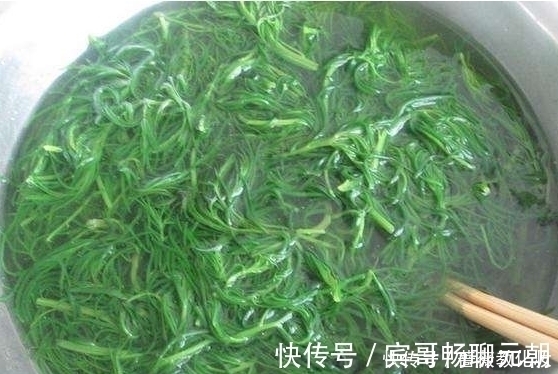 野菜|农村这种野菜，市场上已达到了15元一斤，对“三高”有显著疗效