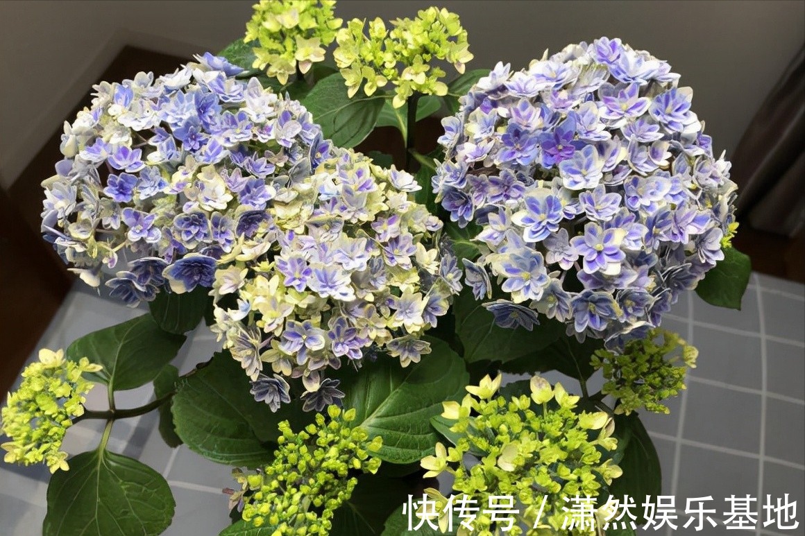 8种“漂亮花”,都可以扦插,剪个枝条就成活,省下很多钱