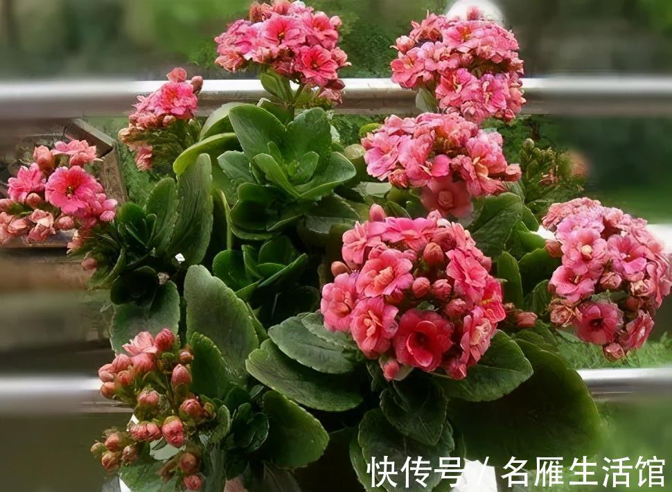 枝条|3种漂亮花，夏天长势慢，扦插正当时，操作起来生根快