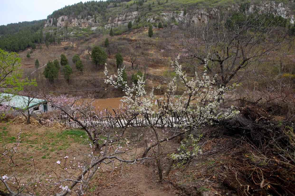 济南青龙峪桃花漫山遍野，邂逅最美人间四月天