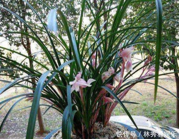 叶子|兰花移栽、换盆就死掉学会3招,养一盆活一盆,叶子飘逸花箭多