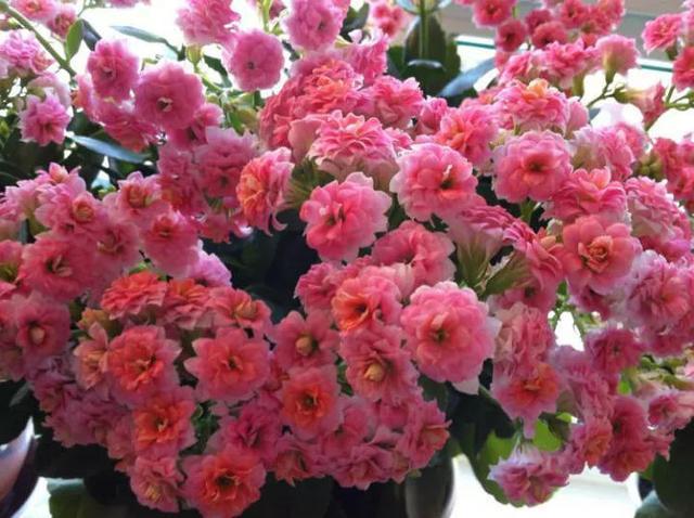 花苞|此花被人称为“无叶花”,满枝都是“花苞”,花期长达180天