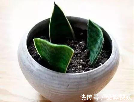 新根|4种“吉利花”,被水浇死了不要扔,简单处理又能长满盆