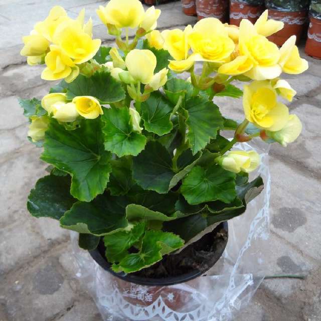 此盆栽花朵鲜艳硕大,一年开花6个月,是观赏花卉中的佳品