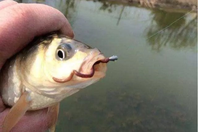 钓友|你真的会使用蚯蚓吗?许多钓友都错了,这样才能增加爆护的几率