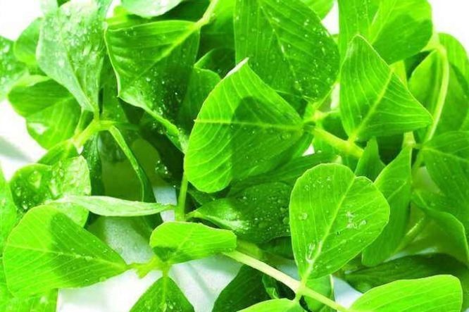 食物|女性可以坚持吃3种食物,排毒养颜、延缓衰老,越吃越年轻!