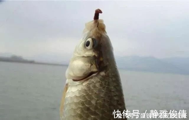 钓鲫鱼不能补窝?一补窝就停口?你用错了方法!
