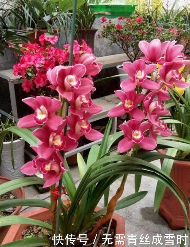 希望长期有花赏？试试这款兰花，花大色艳且香味浓，新手照样能养