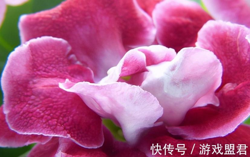 盘点大岩桐5大常见品种,你有几种