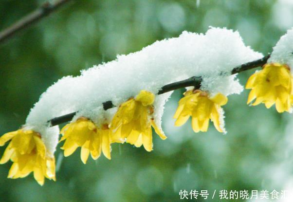 冬天买花要谨慎,懂行的人不买3种花,因为买了养不活,浪费钱!