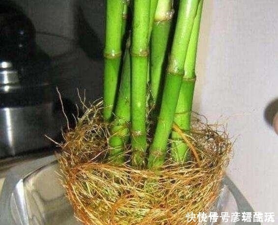 花卉生根快，别用什么生根剂，生根粉，用1粒小药片就搞定