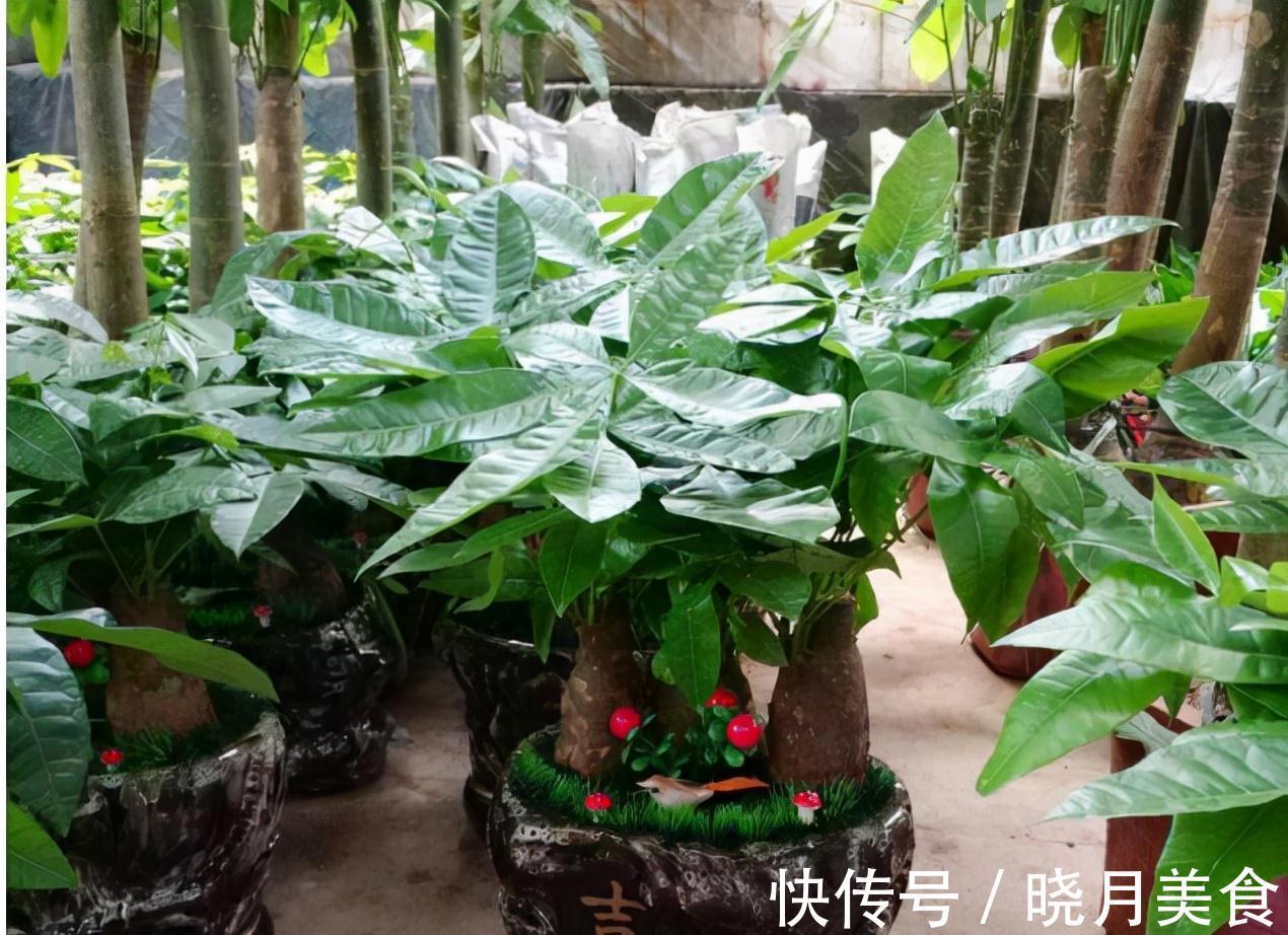 冷天养这8种花,有钱也要穷着养,断粮、少水更抗冻