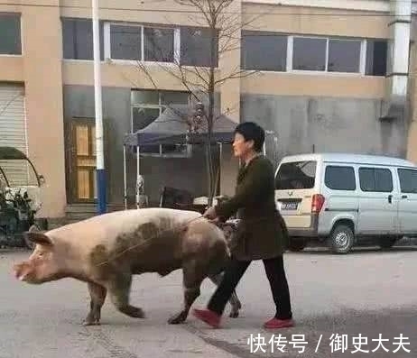 |搞笑图片幽默段子笑话：大哥你很气派啊，是在遛猪么？哈哈哈