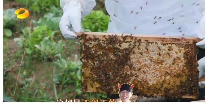 严敏|3年了，黄渤还是那么“任性”，而向往的生活却迷失了方向