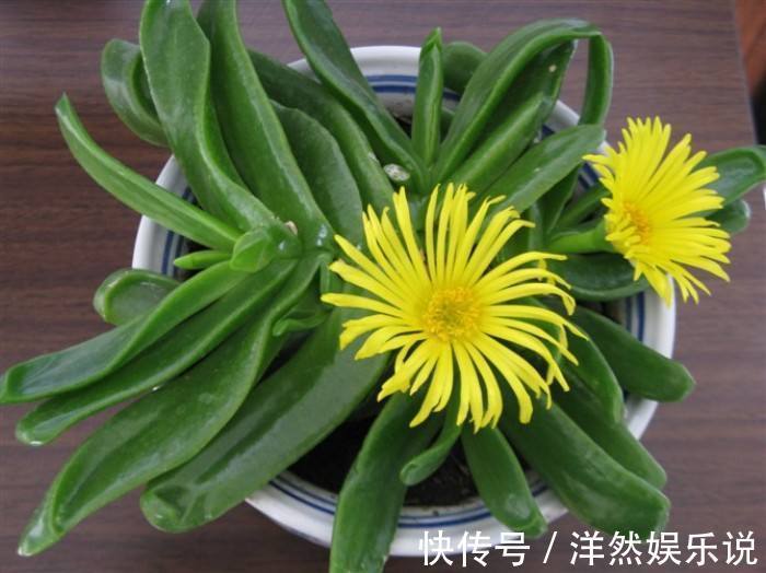 家养|她家养了一盆绿舌头一开就是一年真好养