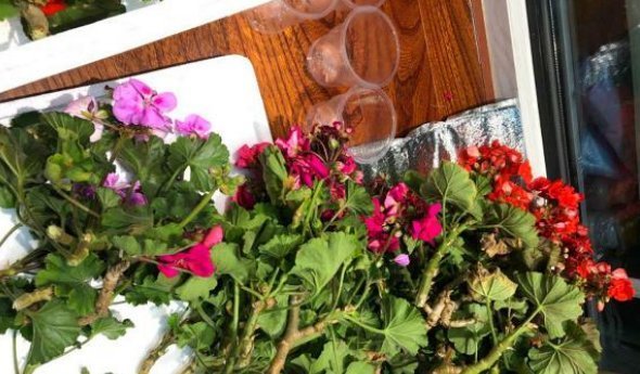 天竺葵|养老天竺葵,记住一个“九球队”,将阳台和解2年,邻居都很垂涎欲滴