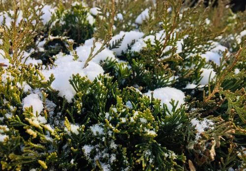 中年|正月初六,威海的雪:粉妆玉砌,银装素裹