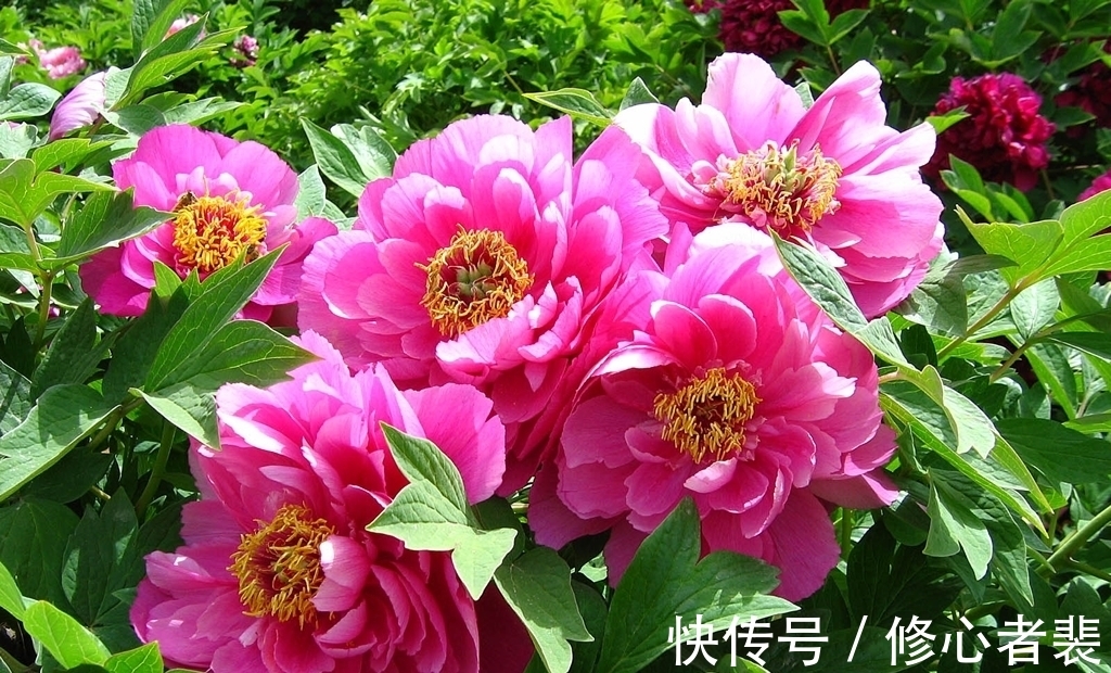 一个字!古诗词中最美的10朵花,《山园小梅》仅排第二,谁独占榜首?