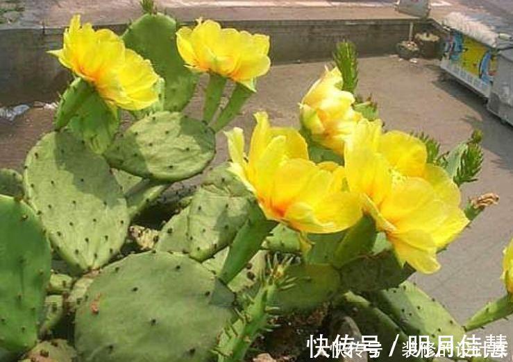 适合冬天养的花卉,丢土里就能活,生命力顽强,开花极美丽