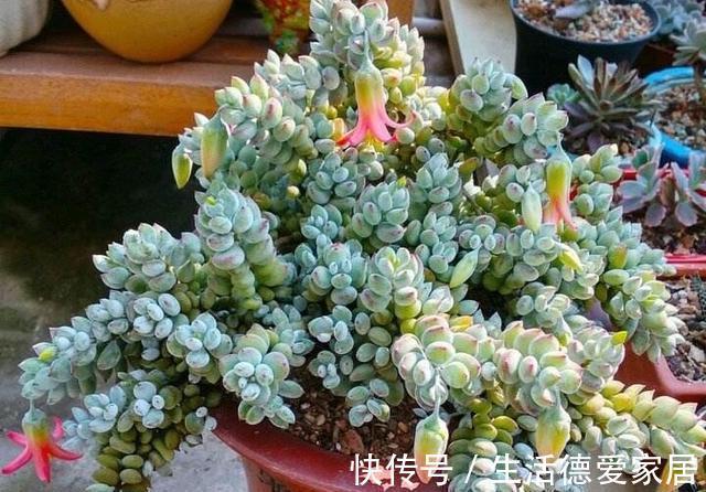 花友|达摩福娘，有香味的多肉中最好养的品种，爱爆盆可以当成吊兰养