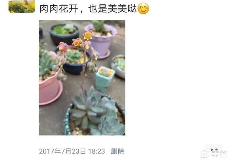 懵懵懂懂入肉坑,跌跌撞撞养多肉