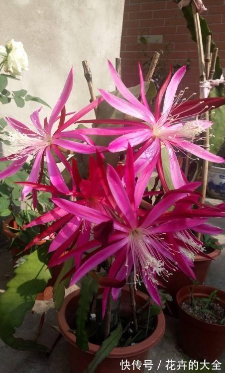 百日草|人到五十五，养花也会心累，养这5种花量大不操心