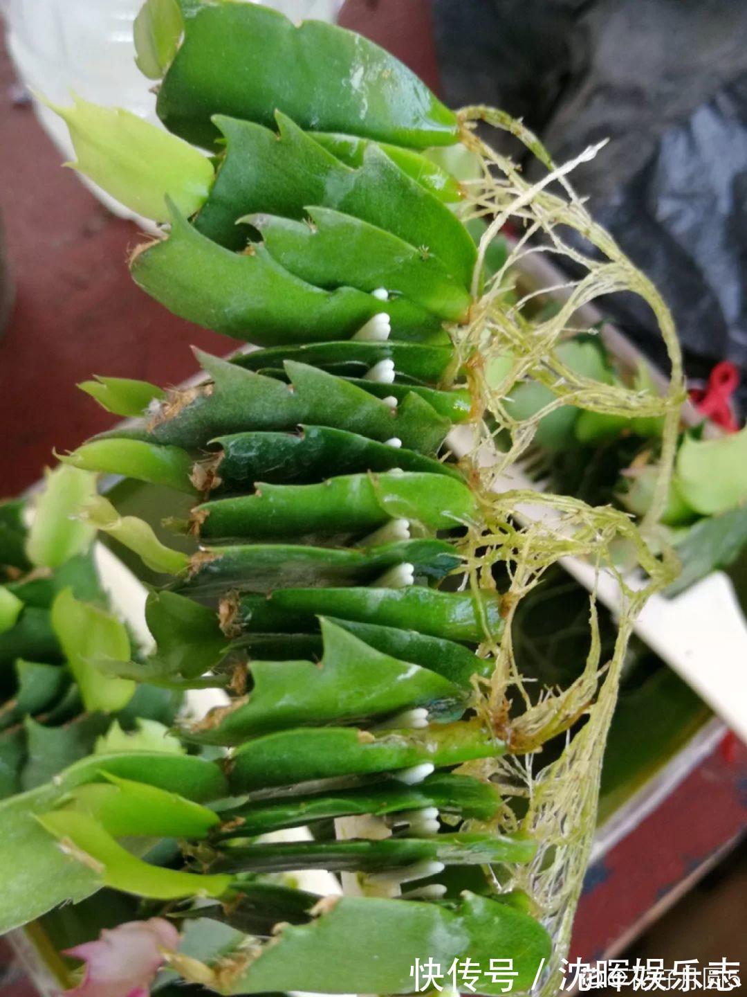 非洲堇|这花送人,只用送一片叶子,插土就活不心疼!