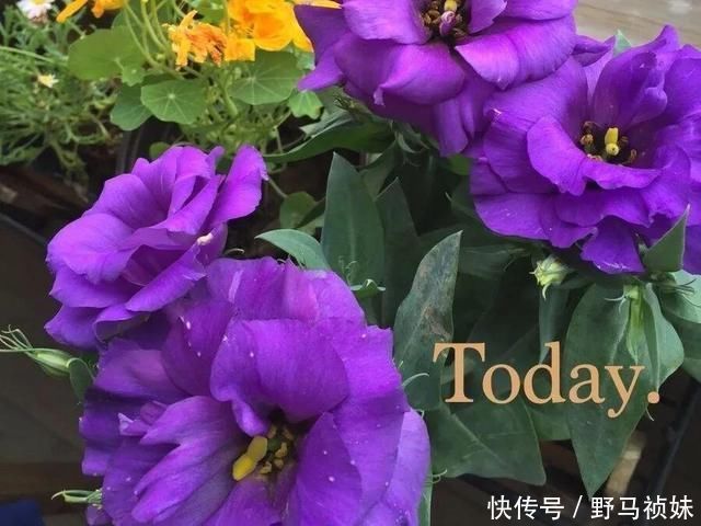 叶子|6种花一天不浇水,叶子就耷拉,缺水3天就死翘