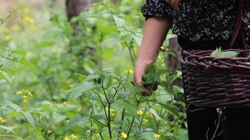 你那有人吃這種野菜嗎？學名龍葵草，土話叫白花菜，你那叫啥？